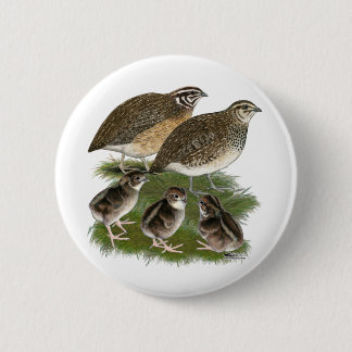 Coturnix Quail Family Pinback Button