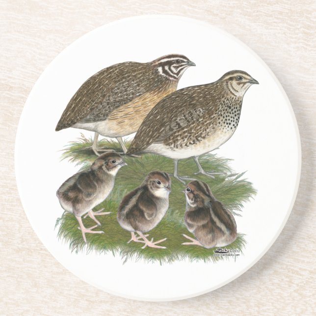 Coturnix Quail Family Sandstone Coaster (Front)