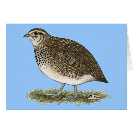 Coturnix Quail Hen Cards (Front Horizontal)