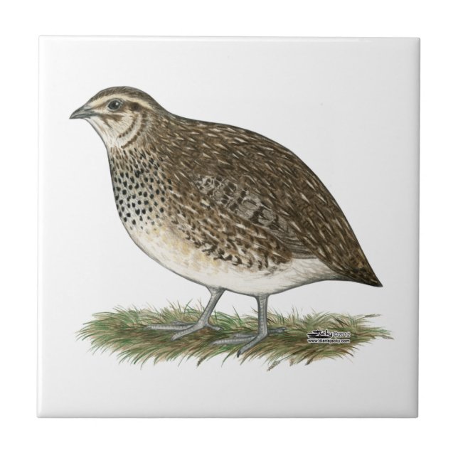 Coturnix Quail Hen Ceramic Tile (Front)