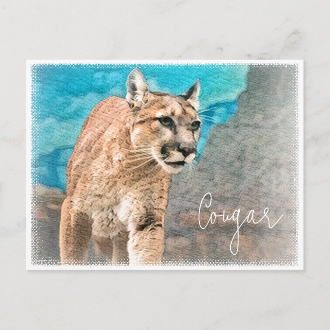 Cougar ポストカード postcard (Front)