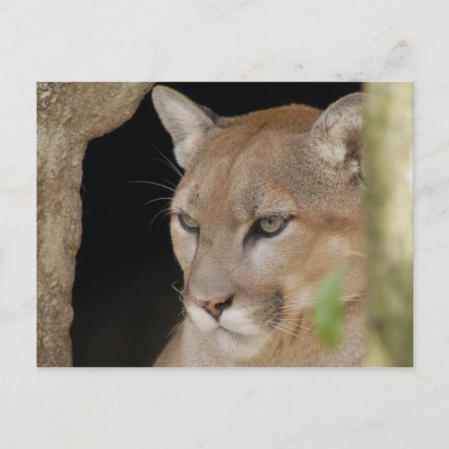 Cougar 013 postcard (Front)