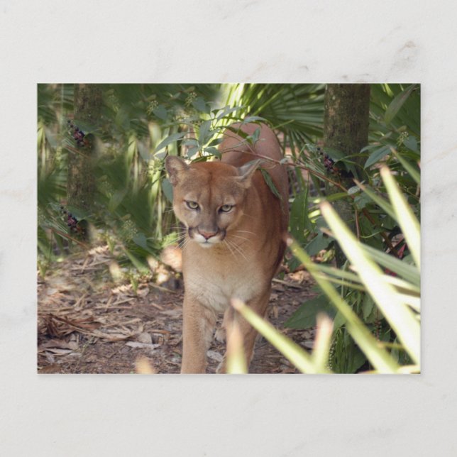 Cougar 020 postcard (Front)