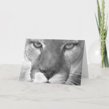 Cougar #1-greeting Card by rgkphoto at Zazzle