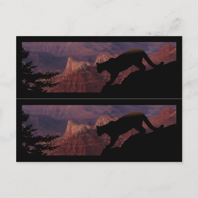 Cougar and the Grand Canyon Postcard (Front)