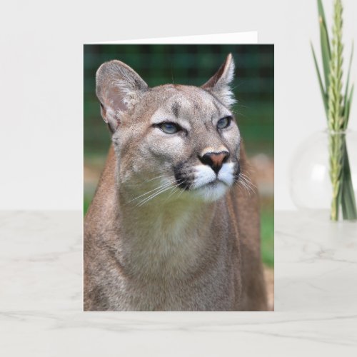 Cougar beautiful photo blank greeting card