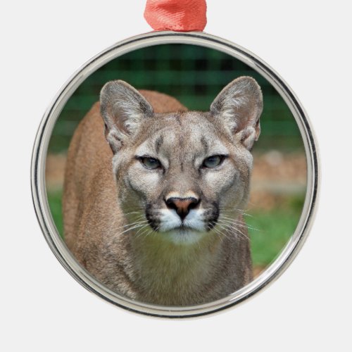 Cougar beautiful photo hanging ornament