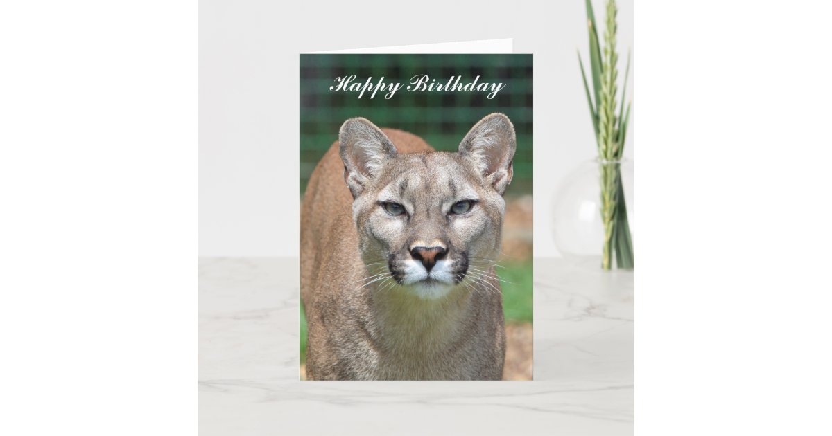 Cougar beautiful photo happy birthday card | Zazzle.com