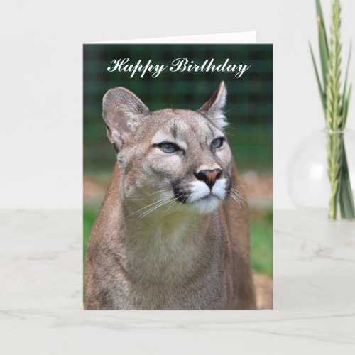 Cougar beautiful photo happy birthday card