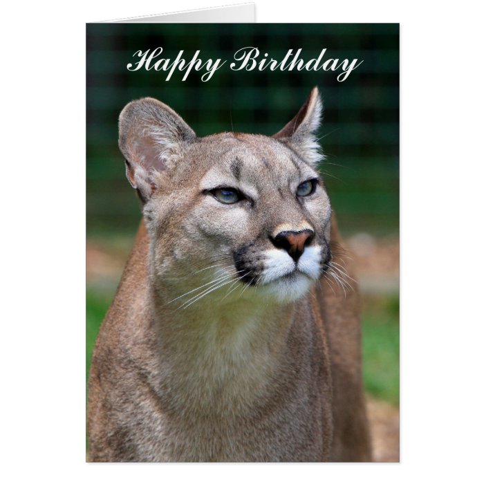 Cougar beautiful photo happy birthday card