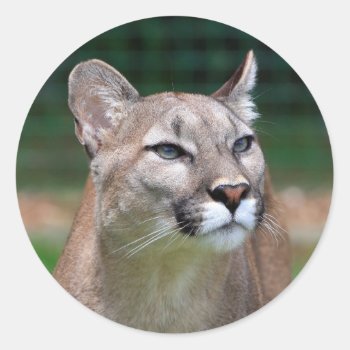 Cougar Beautiful Photo Sticker   Stickers by roughcollie at Zazzle