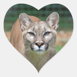 2 x Heart Stickers 7.5 cm Mountain Lion Wild Animal  #3499 