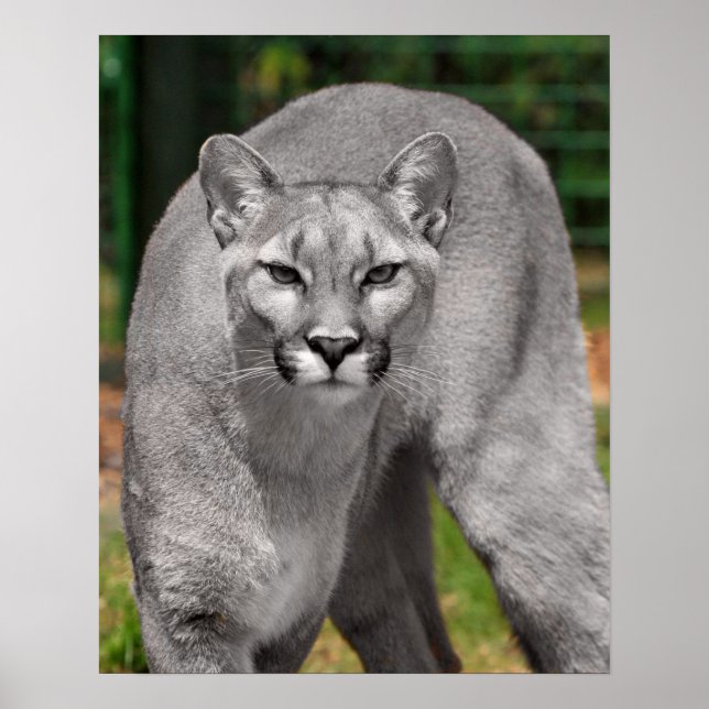 Cougar Black White and Color Photo Mountain Lion Poster (Front)