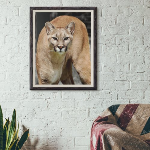 Cougar Black White and Color Photo Mountain Lion Poster