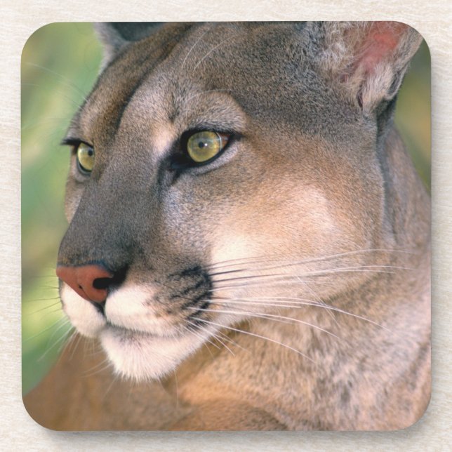 Cougar, California Beverage Coaster (Front)