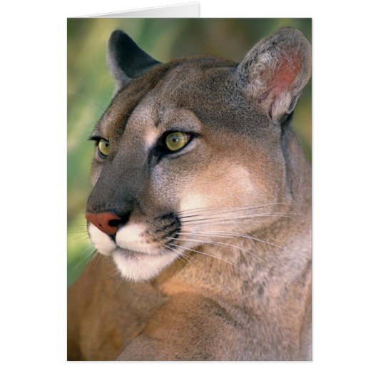 Cougar, California Cards (Front)