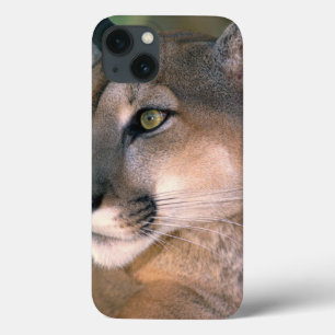 Cougar, California iPhone 13 Case