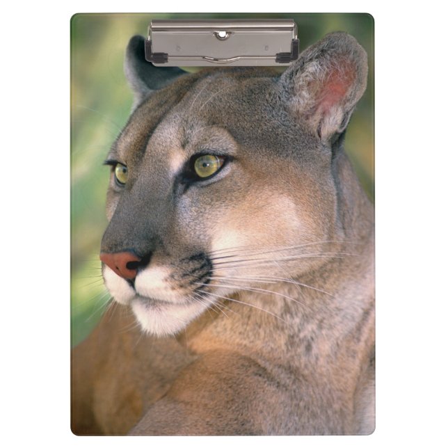 Cougar, California Clipboard (Front)