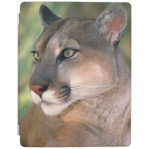 Cougar, California iPad Smart Cover