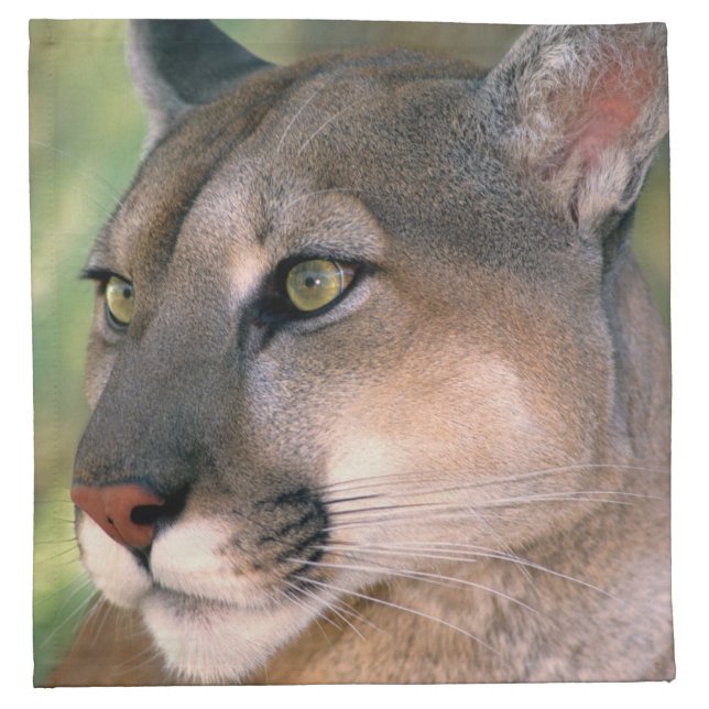 Cougar, California Napkin (Front)