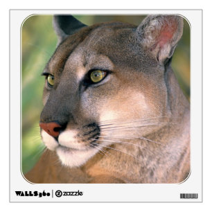 Cougar, California Wall Sticker