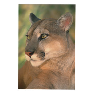 Cougar, California Wood Wall Art