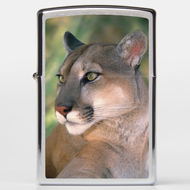Cougar, California Zippo Lighter (Front)