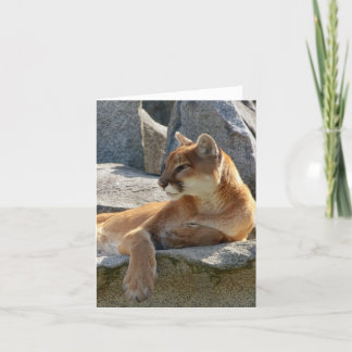 Cougar Close Up Card