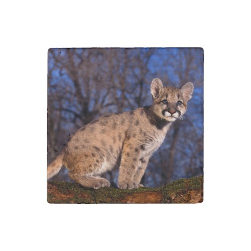 Cougar Cub Stone Magnet