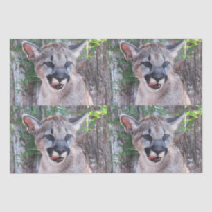 Cougar Cub Tissue Paper / Decoupage Paper
