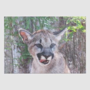 Cougar Cub Tissue Paper / Decoupage Paper