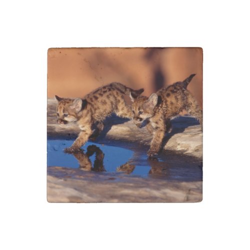 Cougar Cubs Stone Magnet