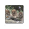 Cougar Cubs Stone Magnet