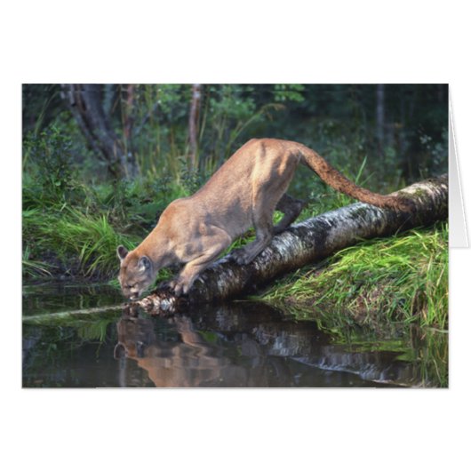 Cougar Drinking Card (Front Horizontal)