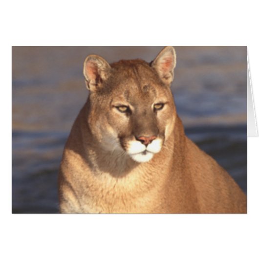 Cougar Face Cards (Front Horizontal)