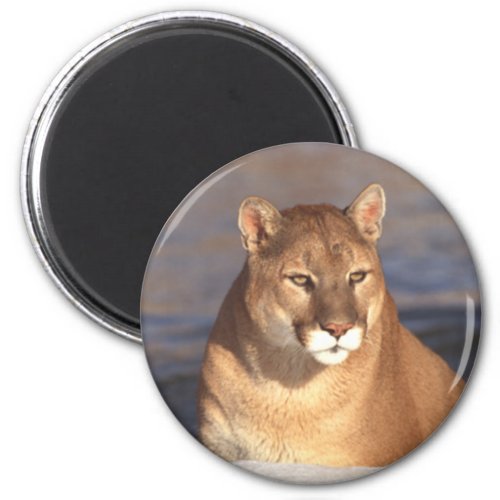 Cougar Face Magnet