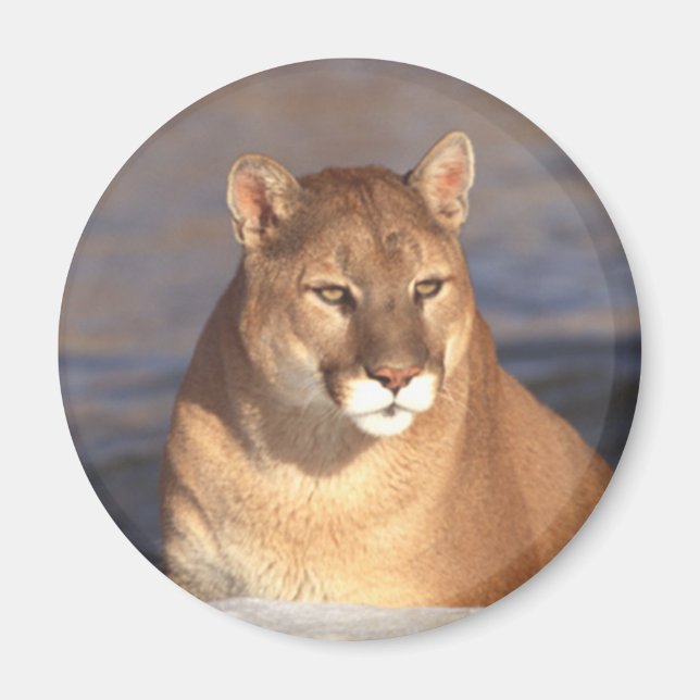 Cougar Face Magnet (Front)