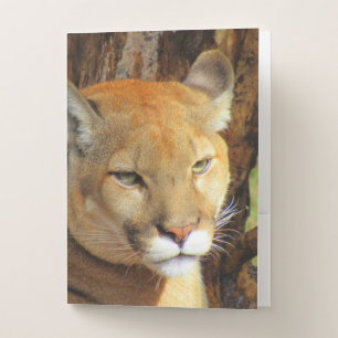 Cougar / Florida Panther / Puma Pocket Folders