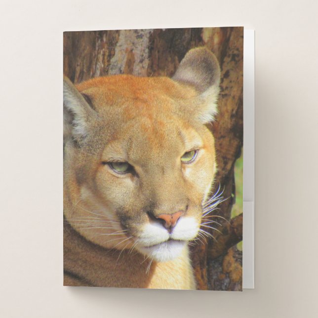 Cougar / Florida Panther / Puma Pocket Folders (Front)