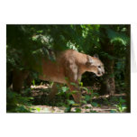 Cougar Frameable Art Card