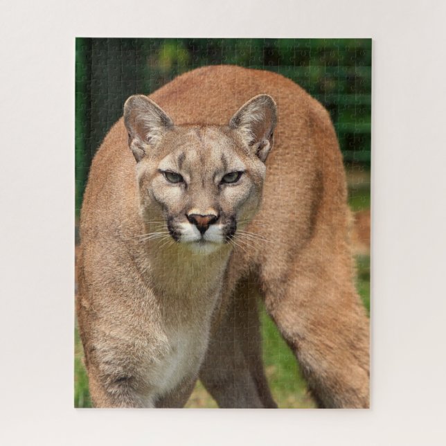 Cougar Lion Jigsaw Puzzle (Vertical)