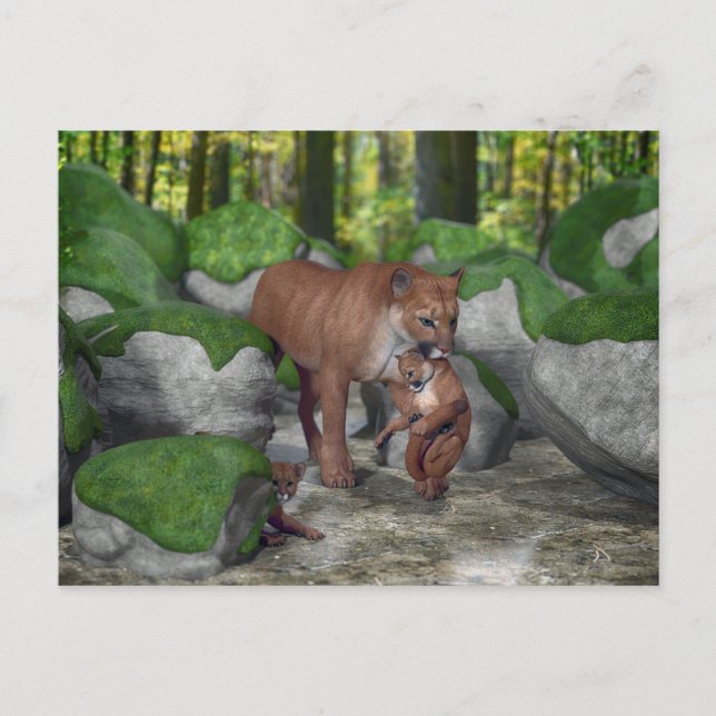 Cougar Mother Carrying Cub Postcard (Front)