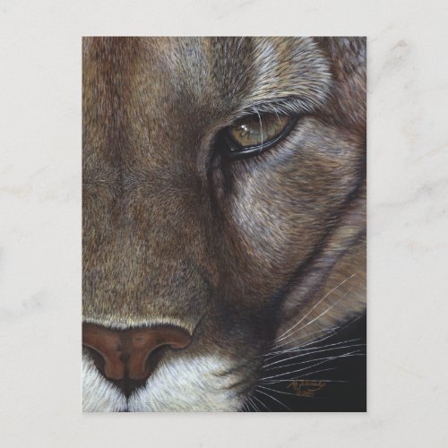 Cougar Mountain Lion Face Postcard
