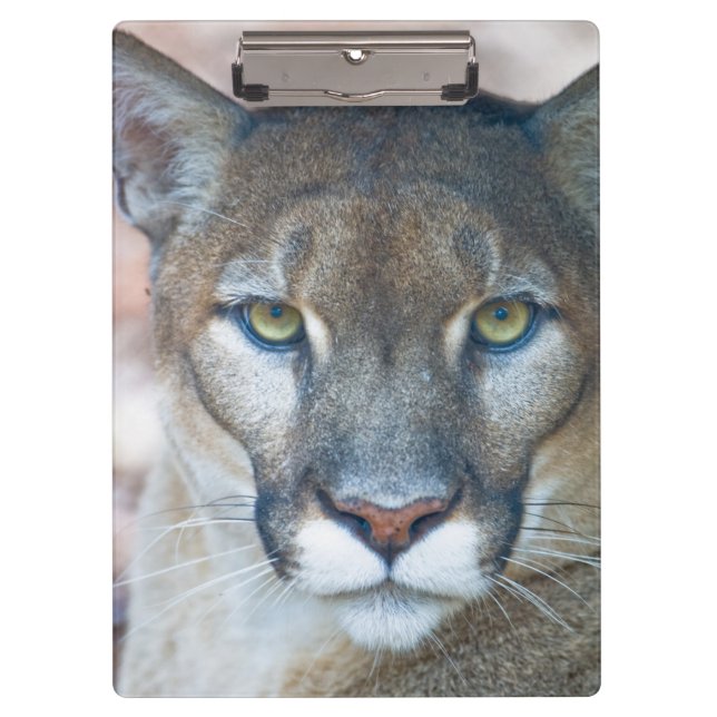 Cougar, mountain lion, Florida panther, Puma 2 Clipboard (Front)