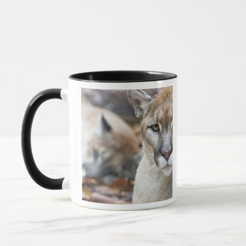 Cougar mountain lion Florida panther Puma 2 Mug