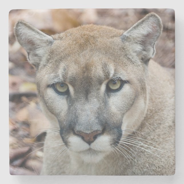 Cougar, mountain lion, Florida panther, Puma 2 Stone Coaster (Front)