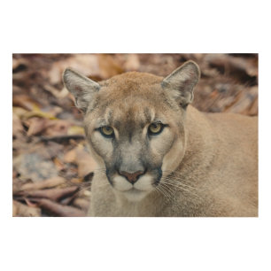 Cougar, mountain lion, Florida panther, Puma 2 Wood Wall Art