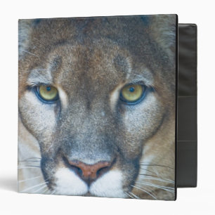 Cougar, mountain lion, Florida panther, Puma Binder