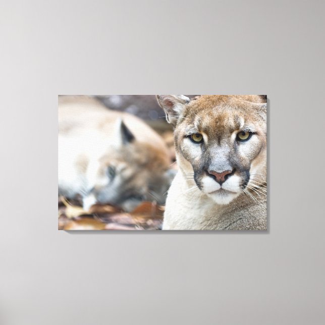 Cougar, mountain lion, Florida panther, Puma Canvas Print (Front)