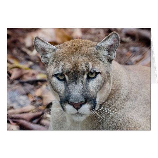 Cougar, mountain lion, Florida panther, Puma Card